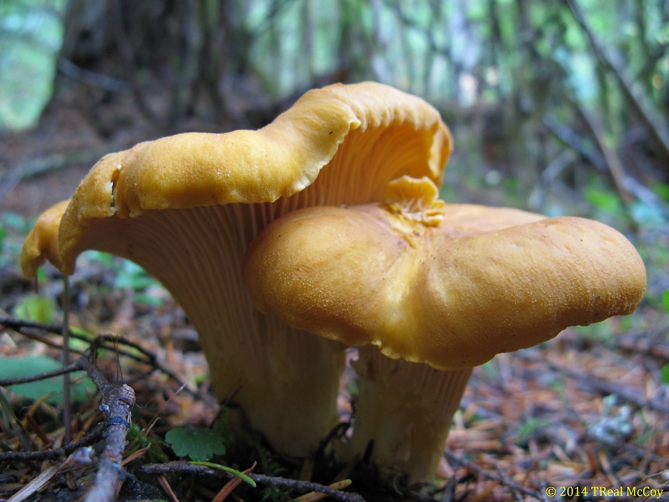 Chanterelle Mushrooms